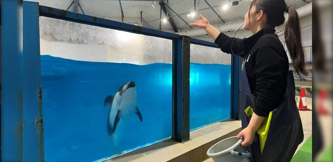 イルカへのエサやり体験の様子