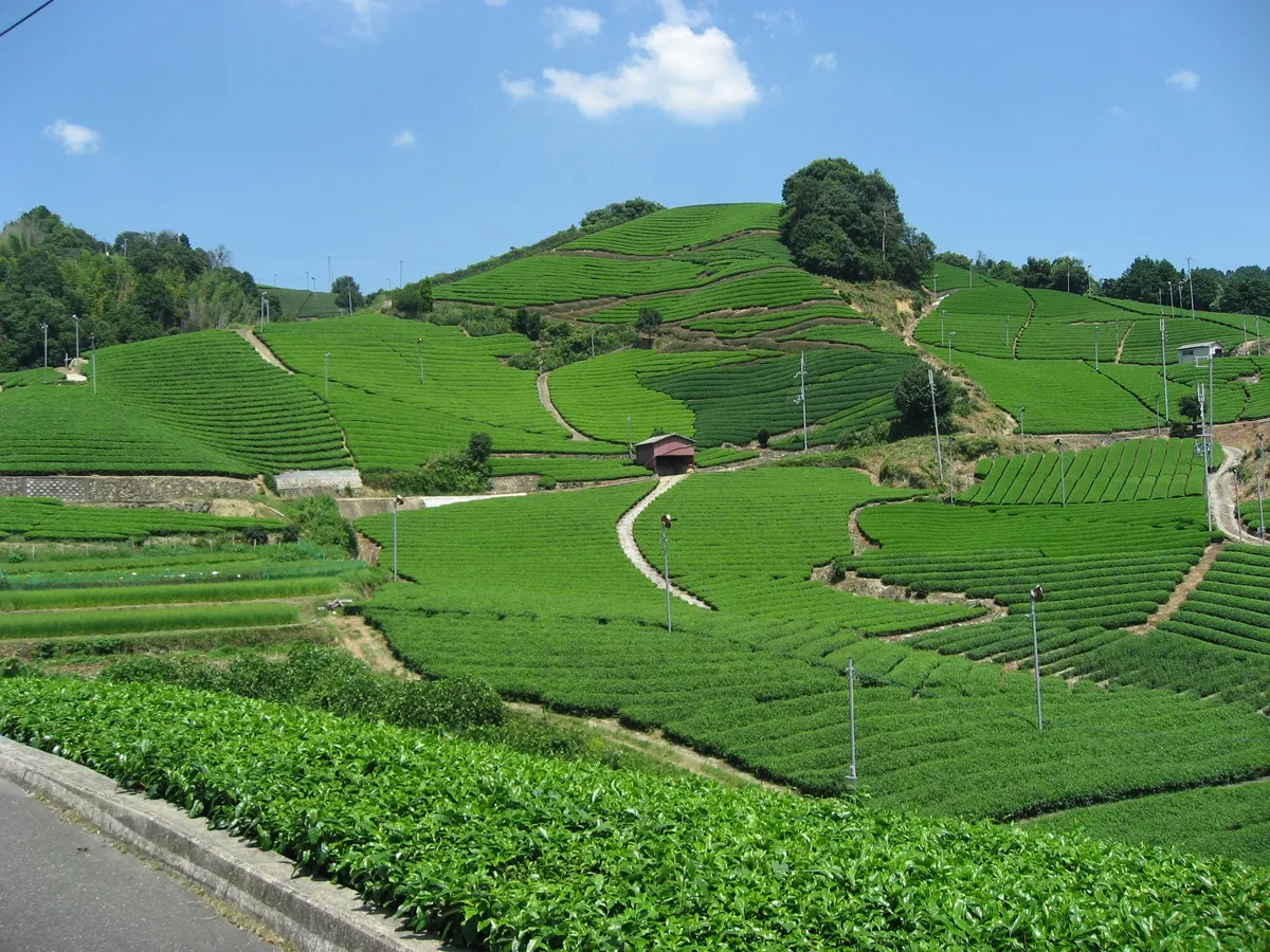 青空の下に広がる和束町の美しい茶畑の風景