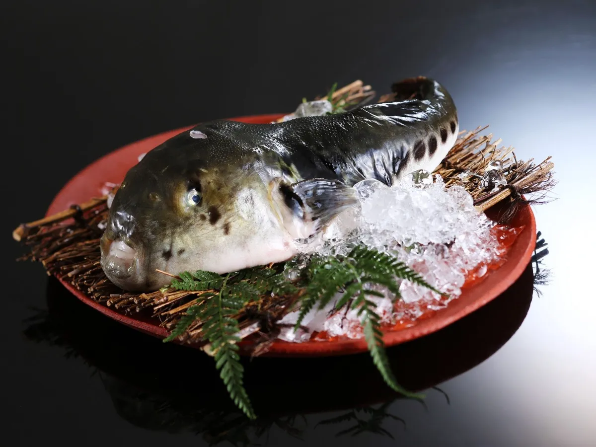 新鮮な状態で提供される但馬とらふぐ