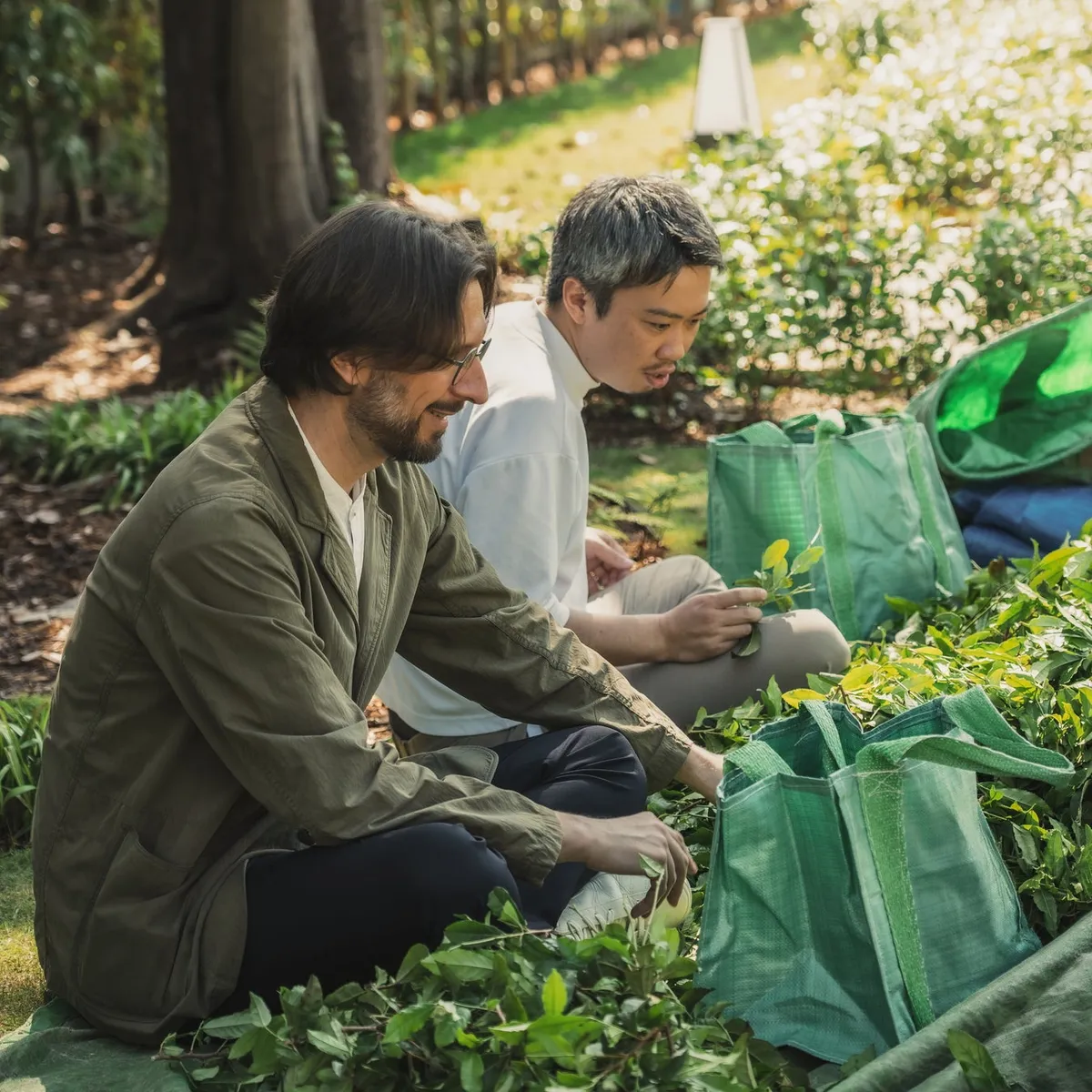 アルケミーバーで使用するフレッシュハーブの収穫イメージ
