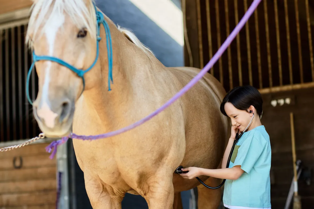 聴診器を使って馬の心音を確認する体験