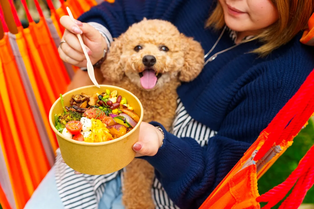 愛犬と一緒に楽しむ彩り豊かなGrab & Goランチボックス