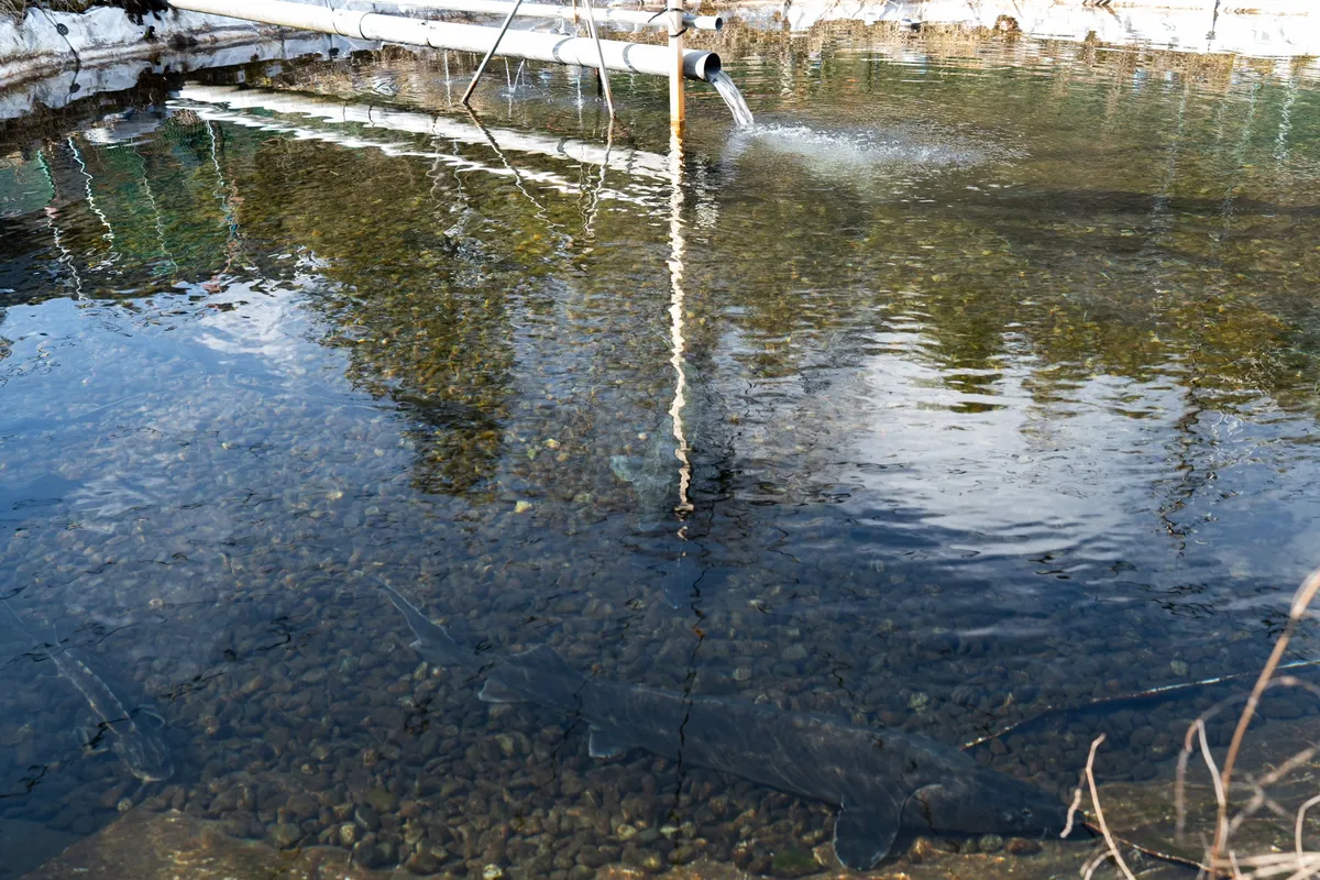 チョウザメが飼育されている養殖場の風景