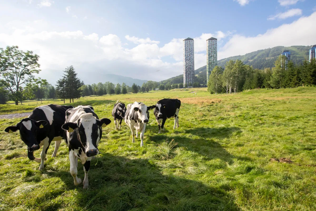 ファームエリアでのんびりと過ごす牛たちの様子