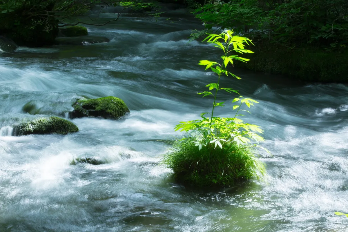 苔むした岩の間を流れる涼やかな奥入瀬渓流の景色