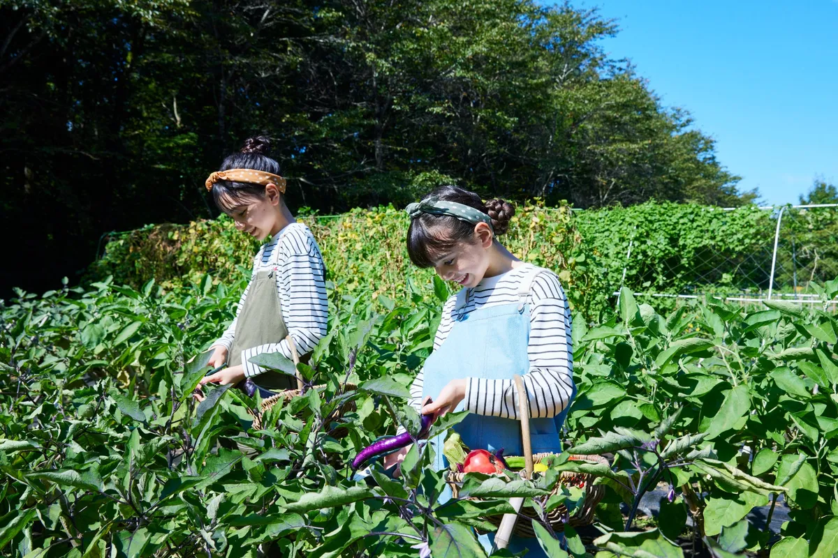 夏野菜を収穫する体験