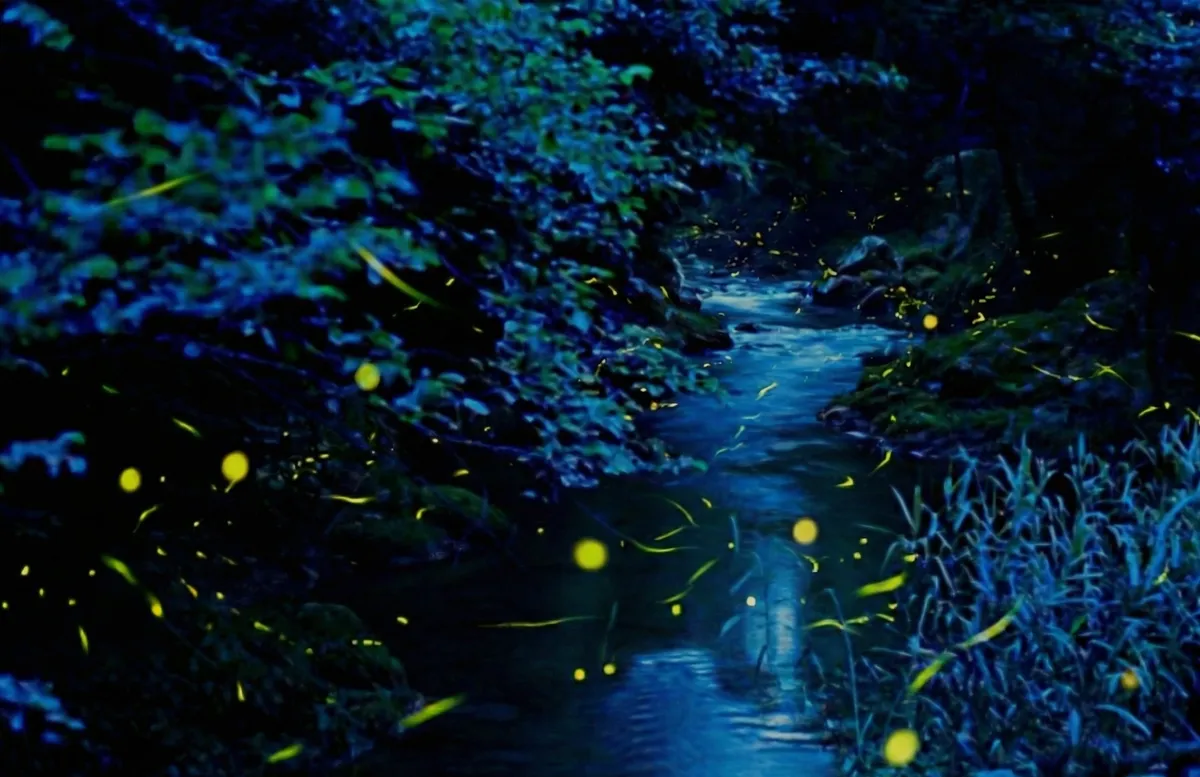 暗闇に光を放つ蛍の群れ