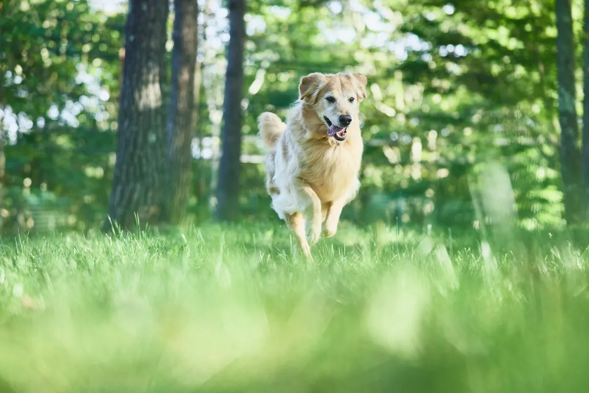広々としたドッグランを元気に駆ける愛犬