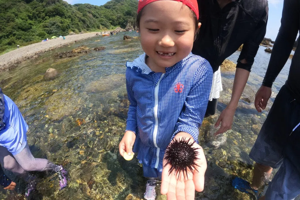 磯観察でウニを見つけるお子さま