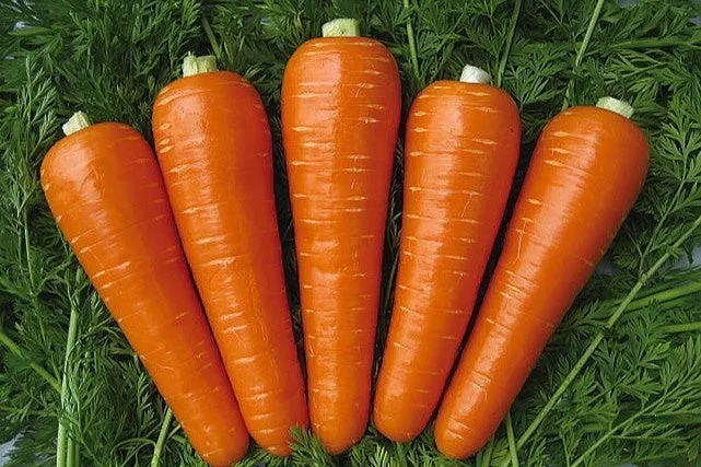 鮮やかなオレンジ色とみずみずしさが特徴の徳島県産春にんじん