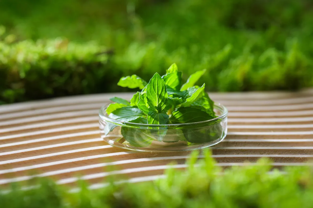 ドリンクやトッピングに使用されるフレッシュなミント