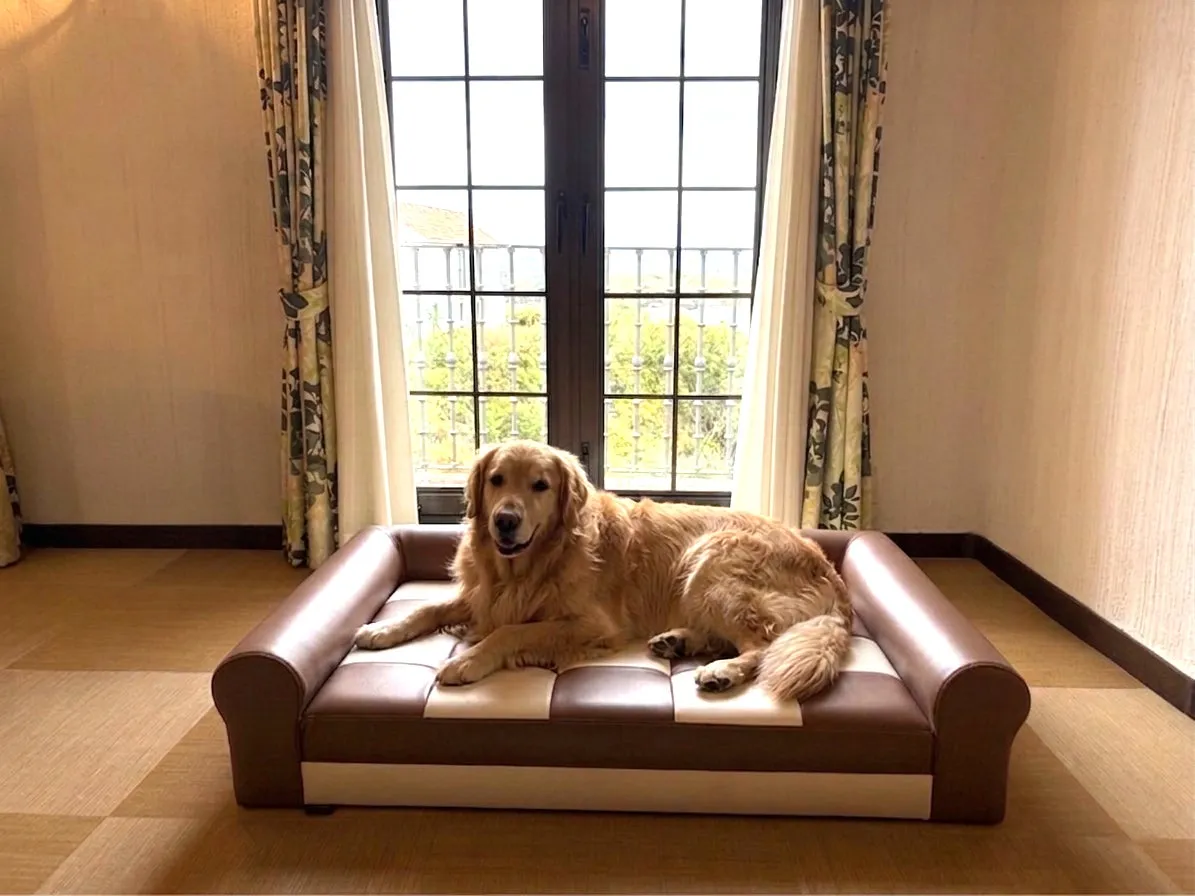 地元の家具メーカーが手がけた高級感のある愛犬専用ソファでくつろぐ大型犬