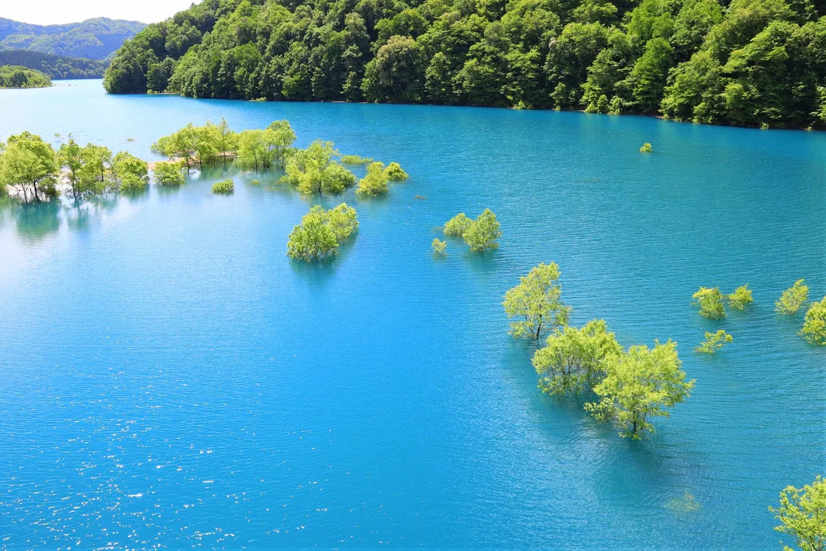 秋扇湖の神秘的な水没林