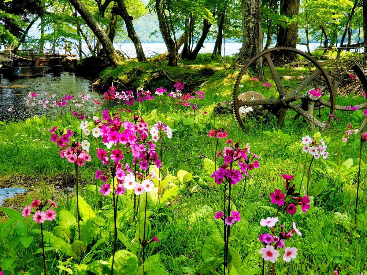 中禅寺湖を背景にしたクリンソウの群生
