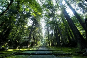JAM福井勝山で心動く初夏を。苔輝く早朝の平泉寺散策や幻想的な蛍観賞など魅力的な体験が満載！