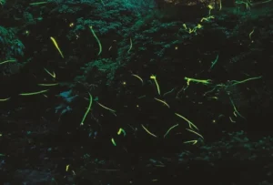箱根ホテル小涌園で幻想的な「ほたる祭り」開催!二夜限定のランタンナイトや温泉三昧の宿泊プランも