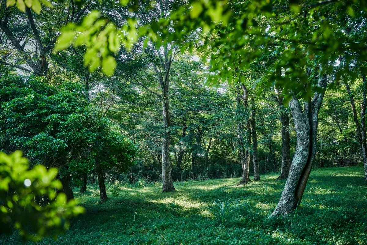 箱根・仙石原の新緑の森