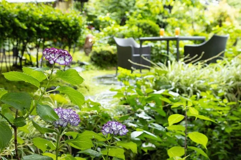庭園に美しく咲き誇る紫陽花