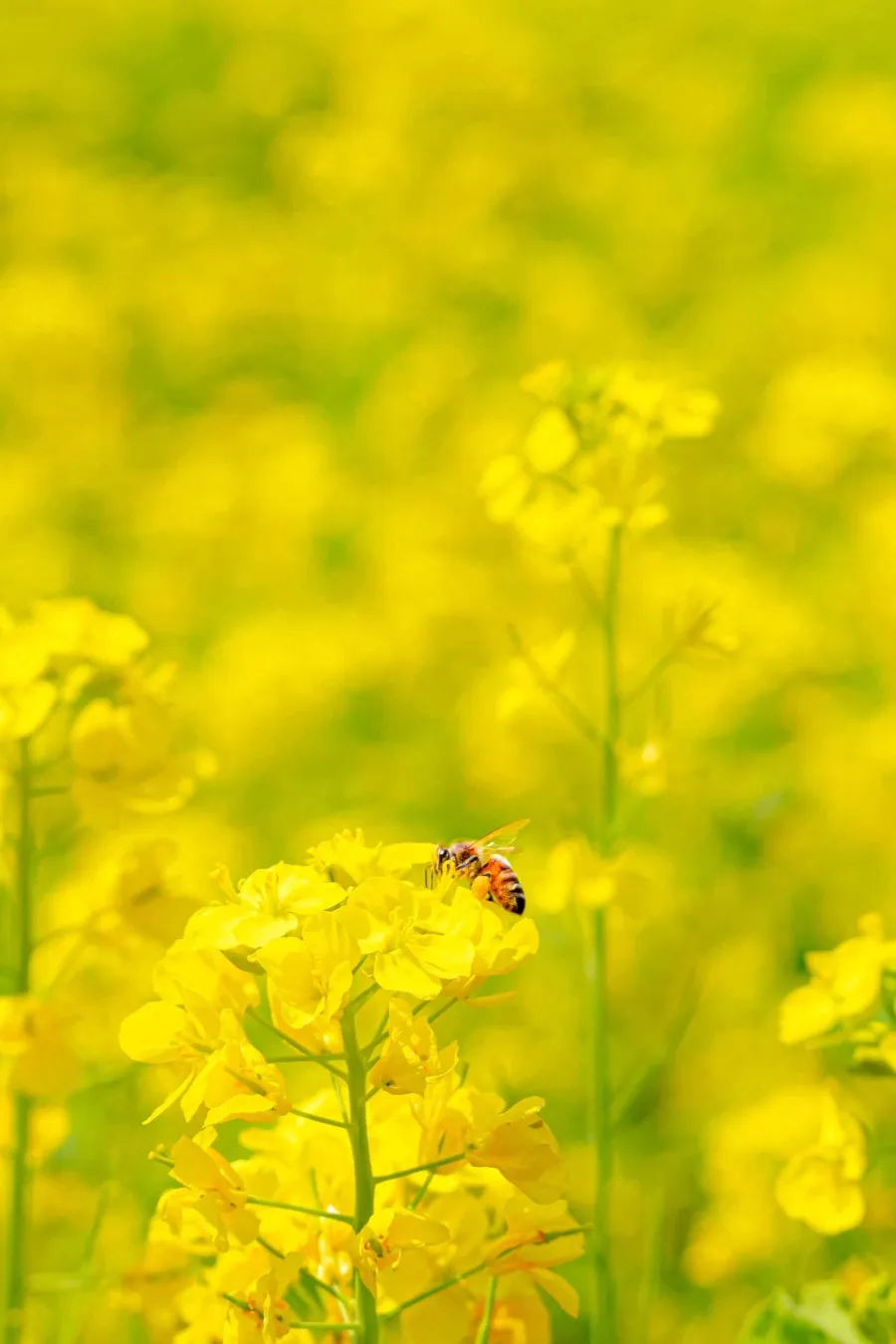 鮮やかな菜の花に止まるミツバチ