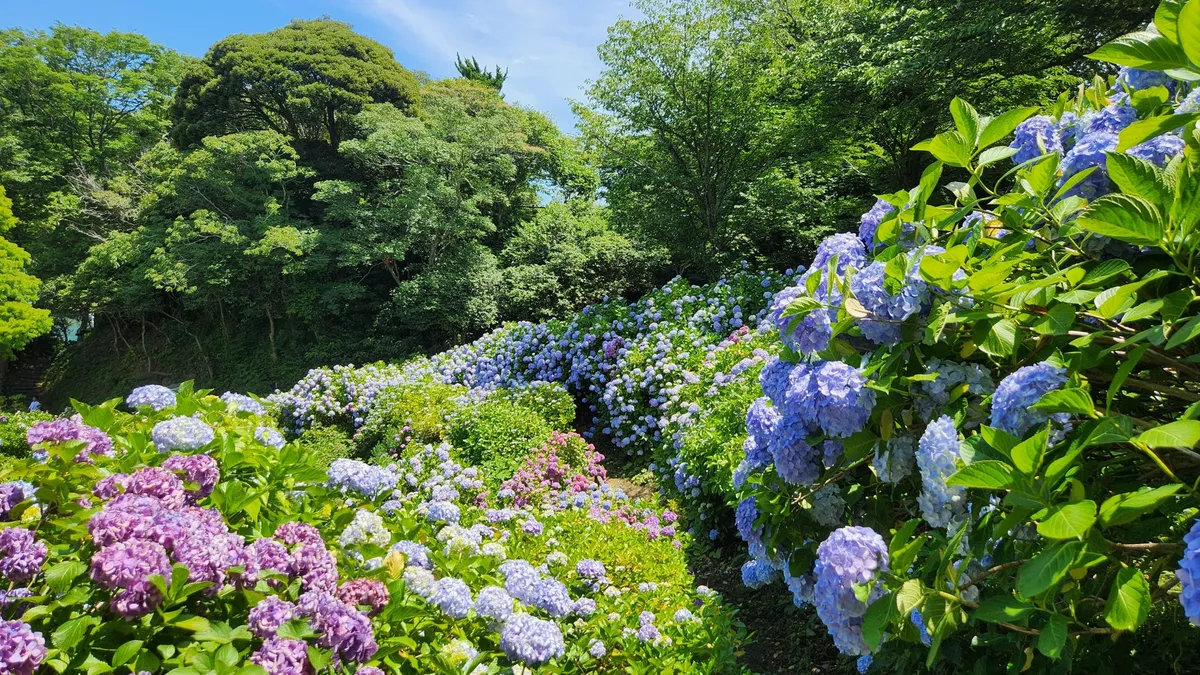 約300万輪が咲き誇る、下田公園の圧巻のあじさい景色