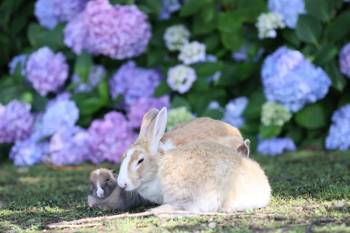 あじさいの前で寄り添う親子のうさぎと子うさぎの微笑ましい姿