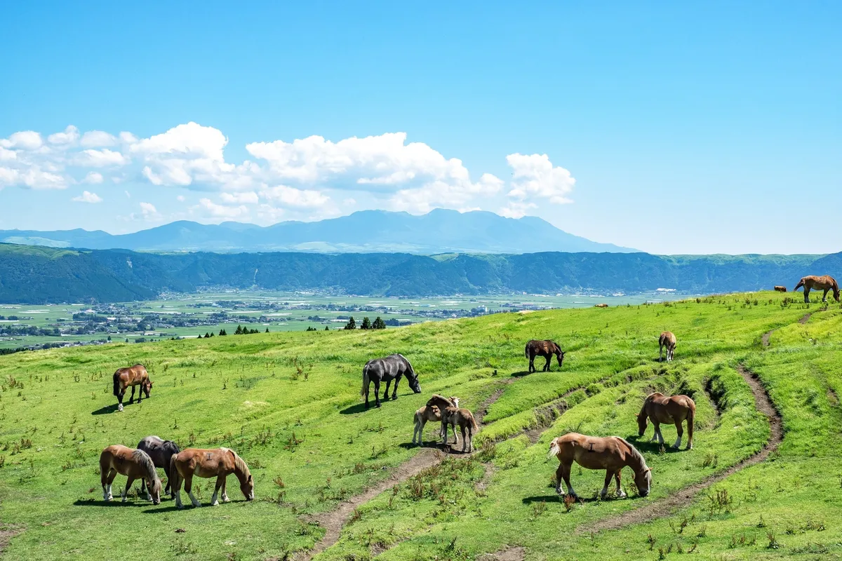 阿蘇の草原で放牧される馬