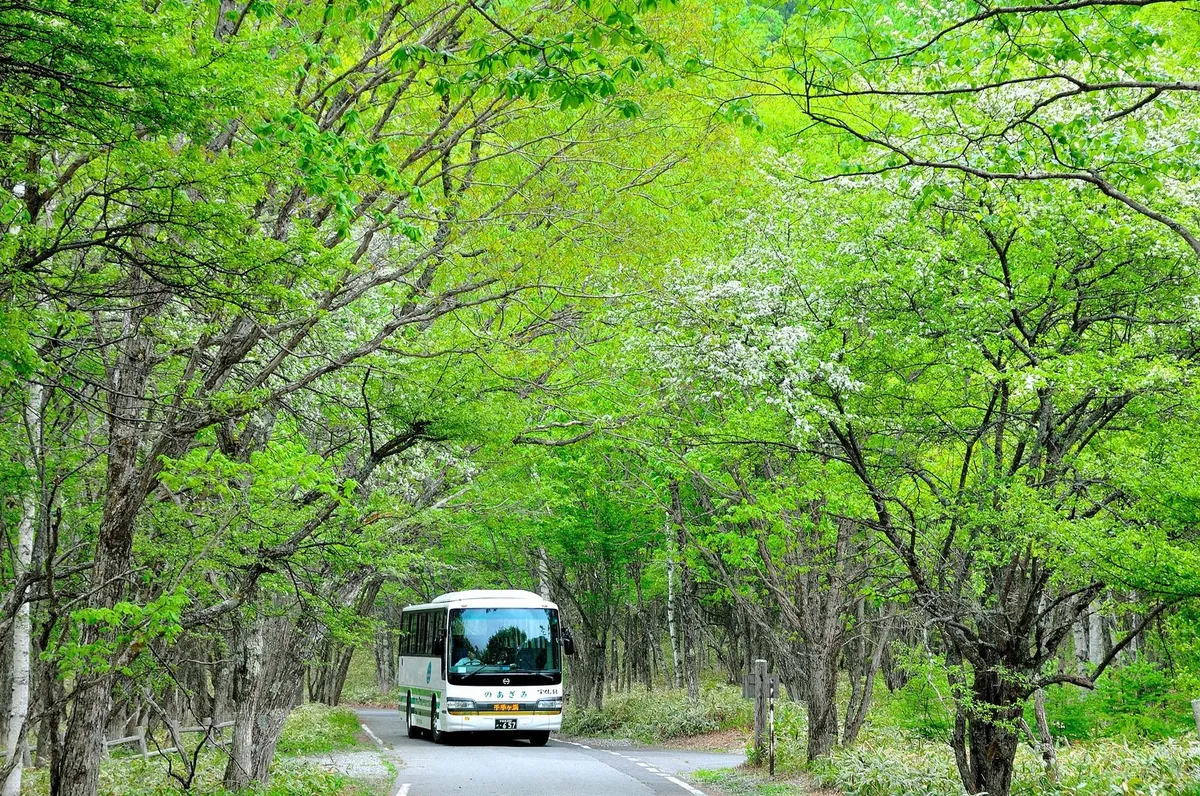 新緑の並木道を走る低公害バス