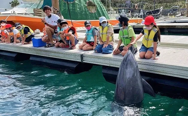 イルカとのふれあい体験