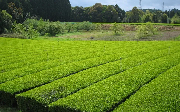 広大な加賀棒茶の茶畑