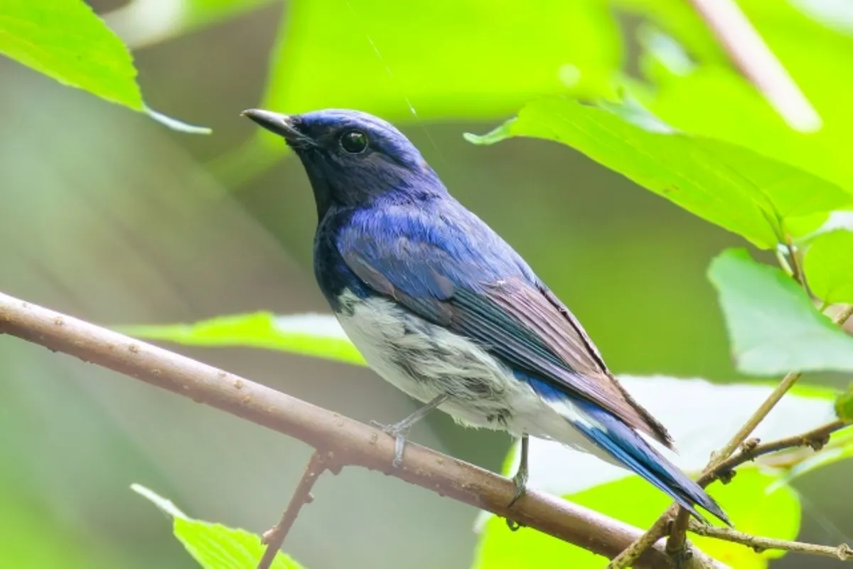 美しい青色の鳥・オオルリ