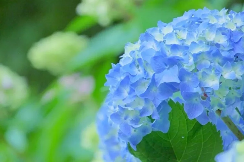 雨粒に濡れてしっとりと輝く鮮やかな青色のあじさいの花びらアップ