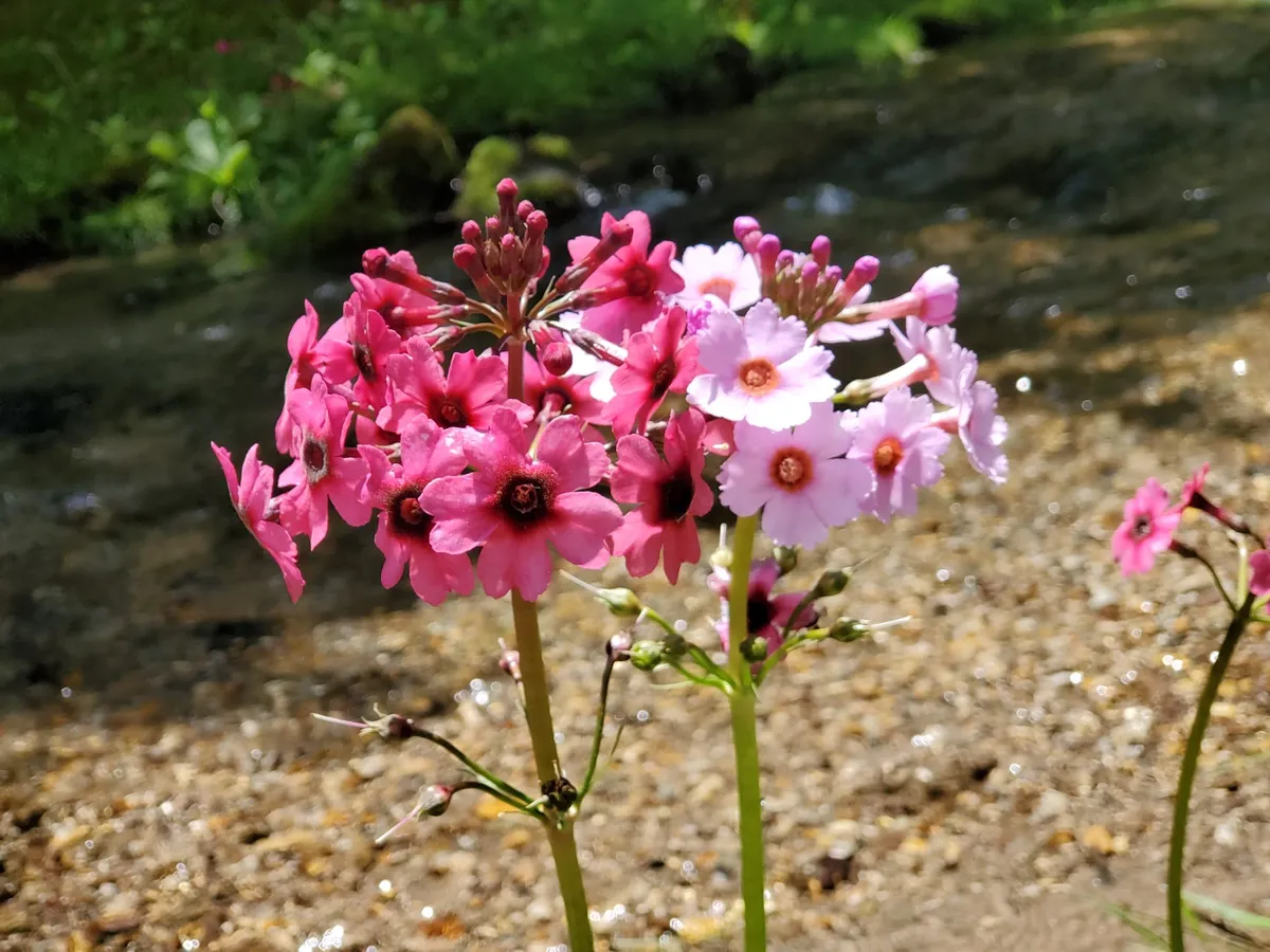 可憐に咲くピンクと白のクリンソウの花