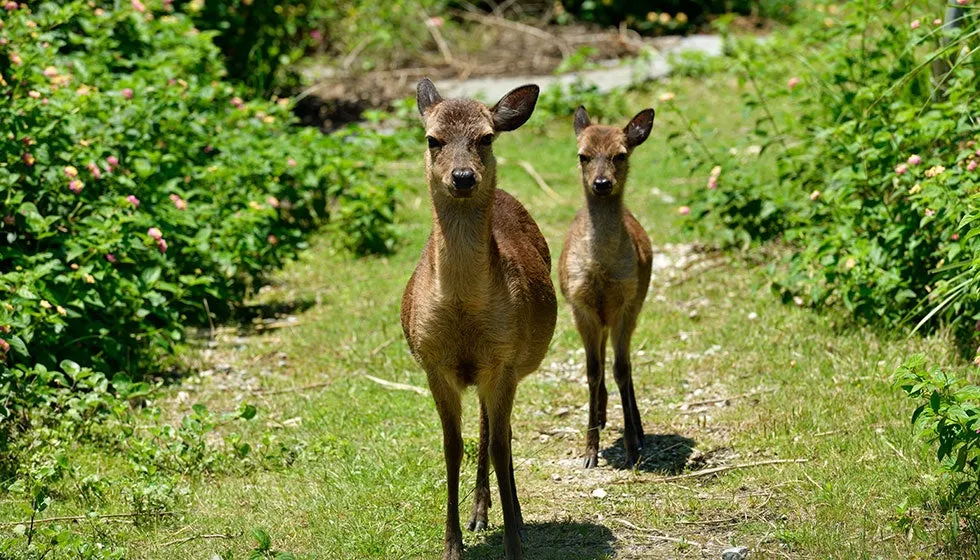 島内に生息する野生のケラマジカの親子
