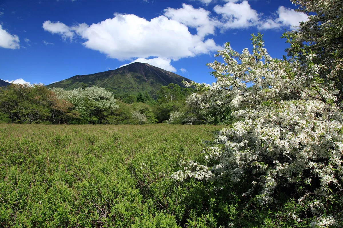 戦場ヶ原に咲くズミの花