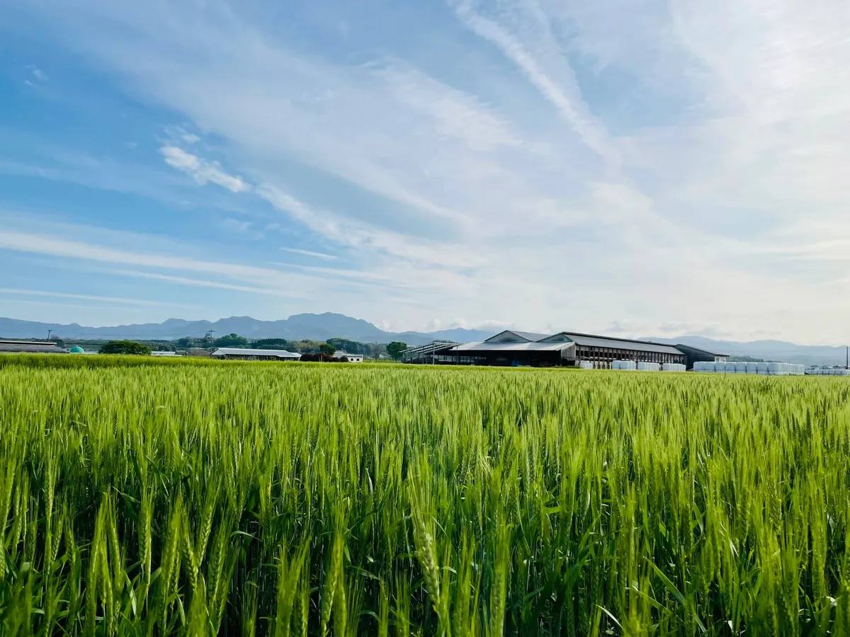 阿蘇の山々を背景に広がる青々とした美しい麦畑