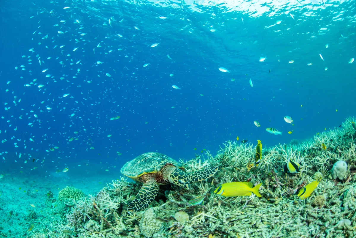 美しいサンゴ礁の上を泳ぐウミガメと鮮やかな魚たち