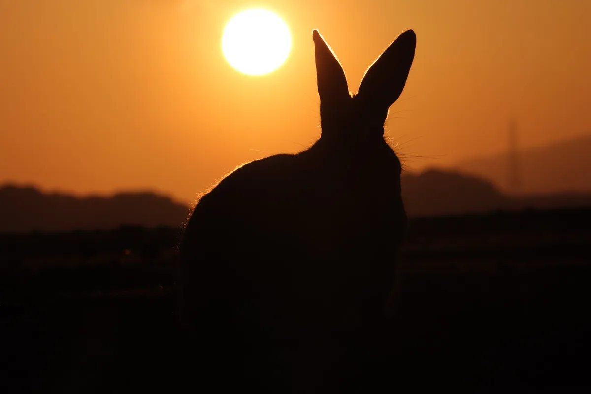 沈みゆく大きな夕日をバックに浮かび上がるうさぎの耳のシルエット