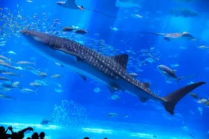 【沖縄】夏休みは親子で博士になろう!オリオンホテル モトブで水族館の裏側や夜の探検を楽しむ特別イベント開催