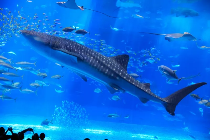 沖縄美ら海水族館のジンベエザメ