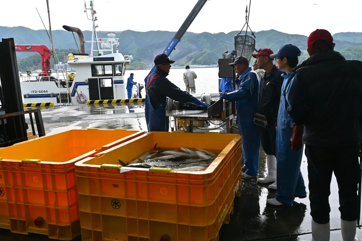 岩手県の漁港で水揚げされた新鮮な魚介類を視察する様子