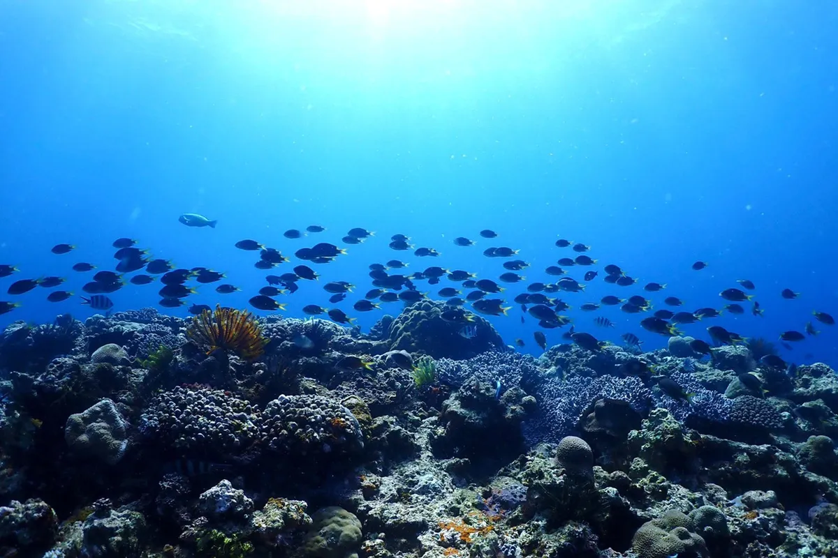 宜野湾の美しいサンゴ礁と魚たちの群れ
