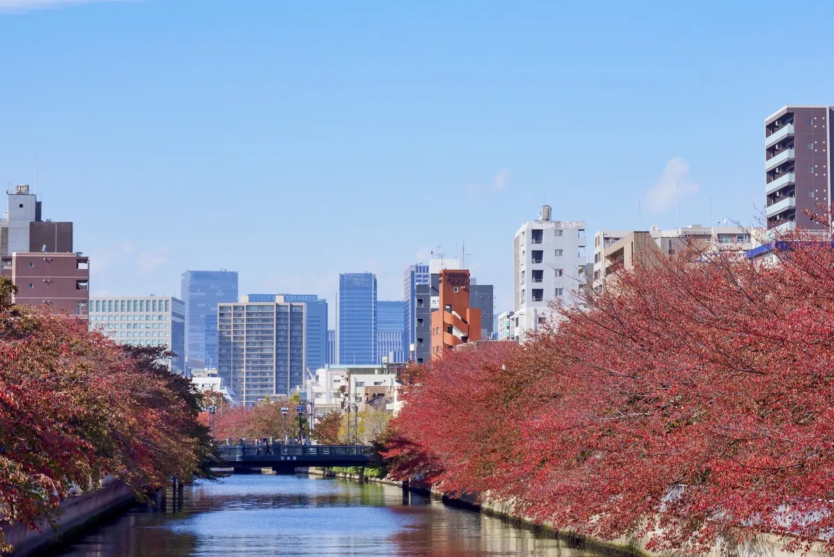 川沿いに並ぶ紅葉した木々と東京の街並み