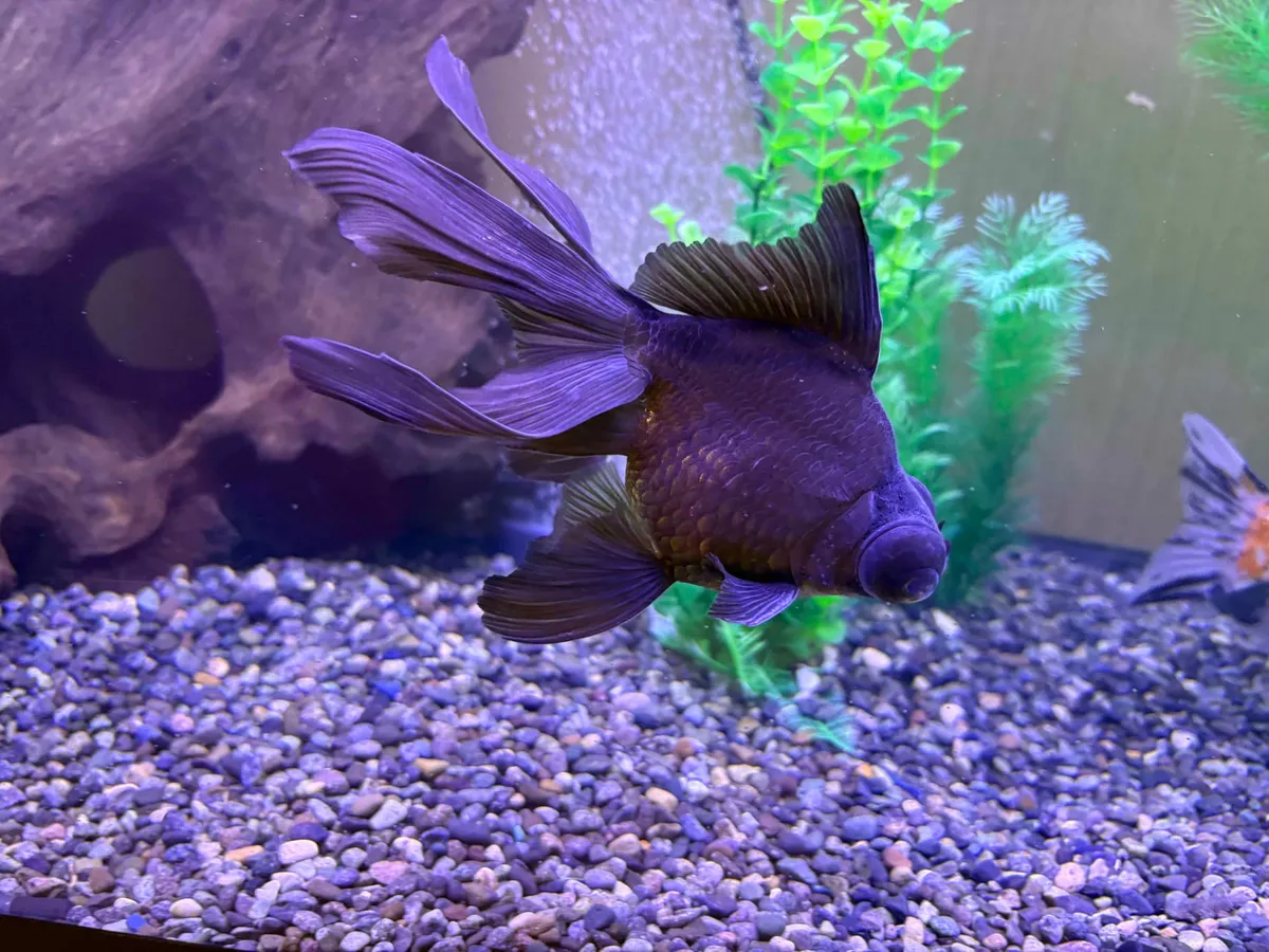 水槽の中を優雅に泳ぐ黒い金魚