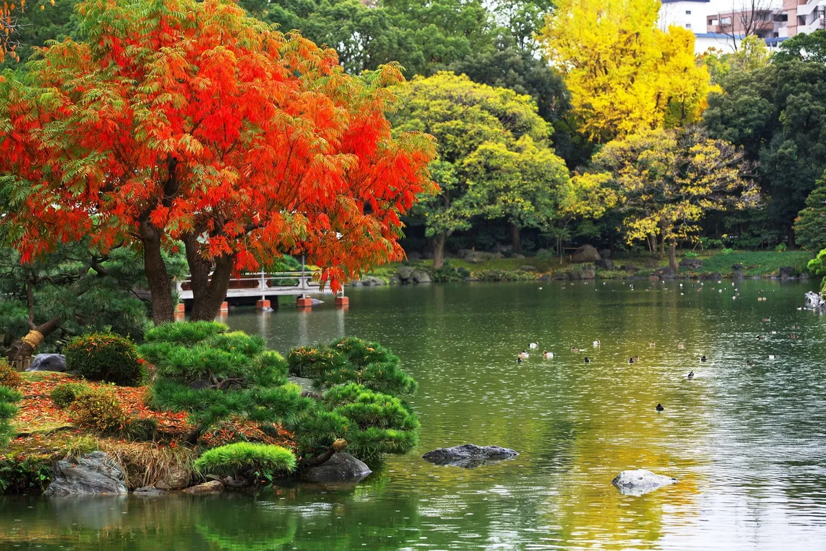 鮮やかに色づいた庭園の紅葉と池の風景