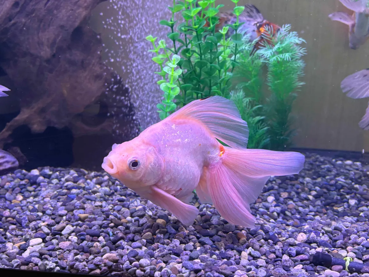 淡いピンク色が美しい希少な金魚
