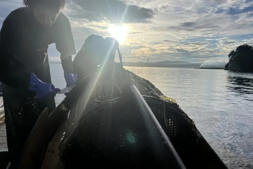 夕暮れ時の海で牡蠣を収穫する様子